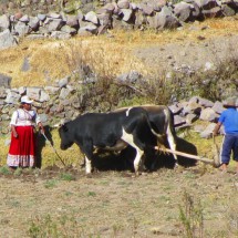 Plowing in the Colca Canyon